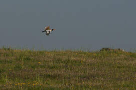 Little Bustard