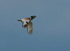 Little Bustard