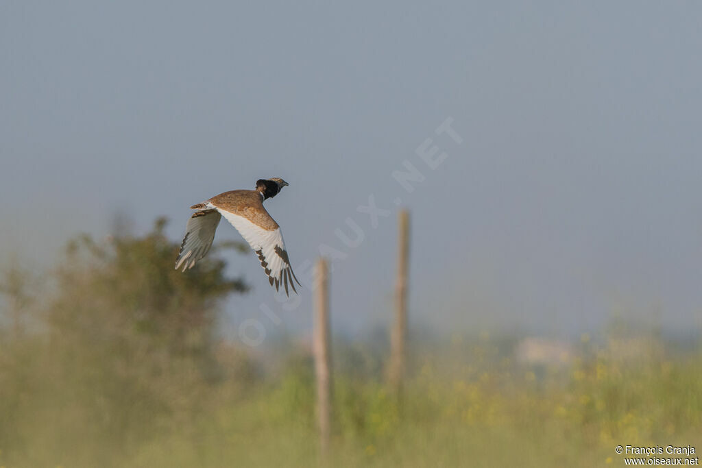 Little Bustard