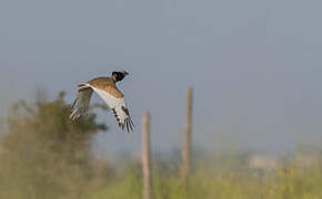 Little Bustard