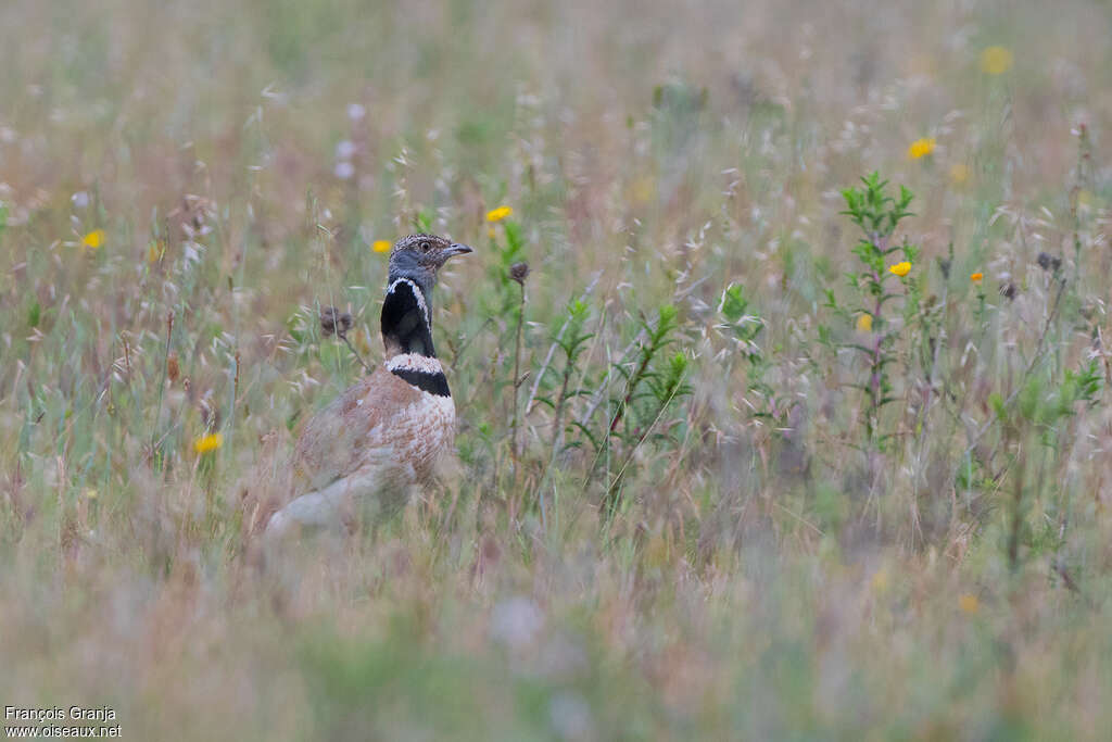 Little Bustard male adult, habitat