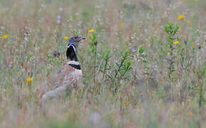 Little Bustard