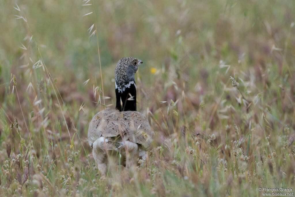 Outarde canepetière