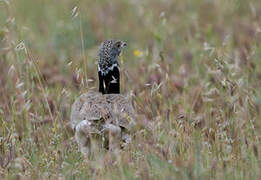 Little Bustard