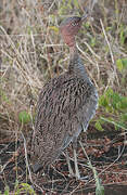 Buff-crested Bustard