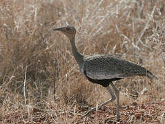 Buff-crested Bustard