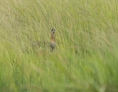 Denham's Bustard