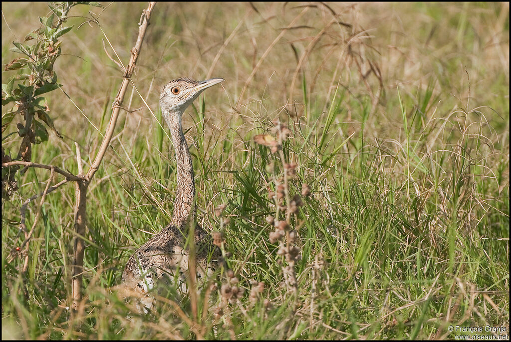 Hartlaub's Bustard female adult