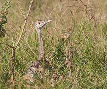 Hartlaub's Bustard