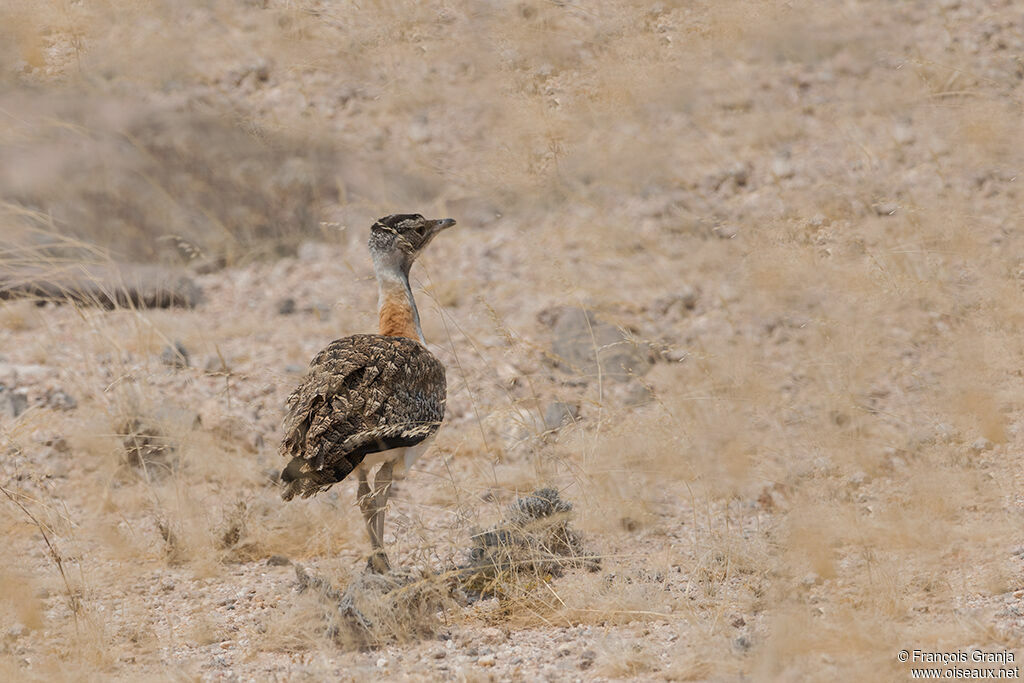 Ludwig's Bustard