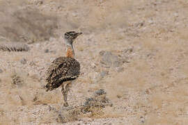 Ludwig's Bustard