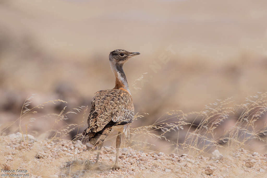 Outarde de Ludwig, identification