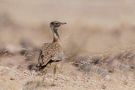 Ludwig's Bustard