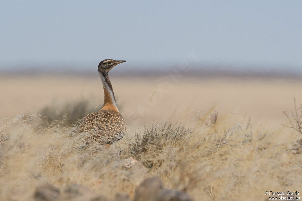 Ludwig's Bustard