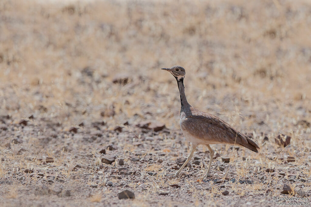 Rüppell's Korhaan