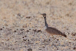 Rüppell's Korhaan