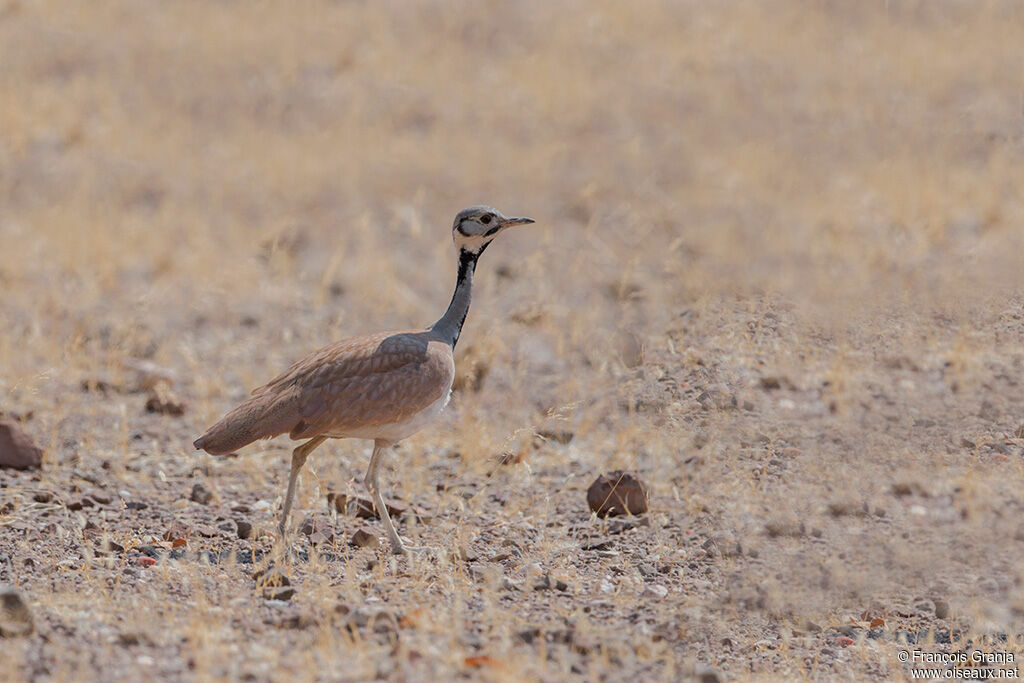 Rüppell's Korhaan