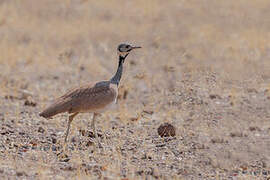 Rüppell's Korhaan