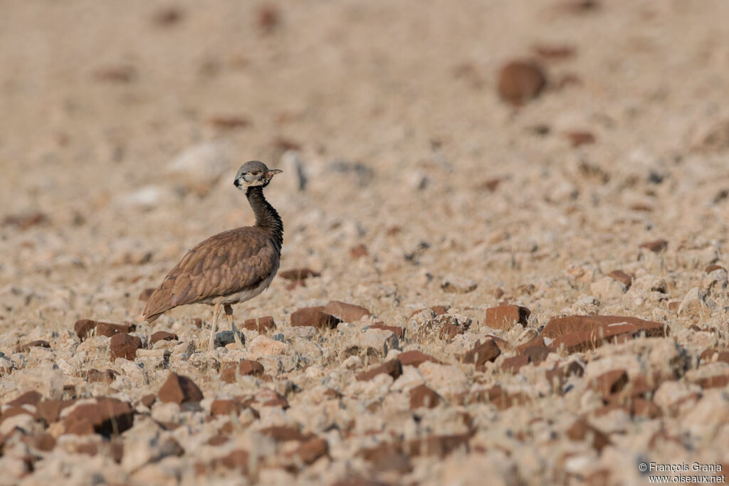 Rüppell's Korhaan male