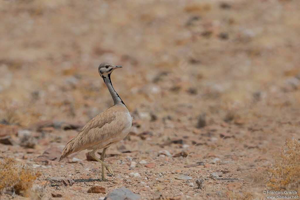 Rüppell's Korhaan