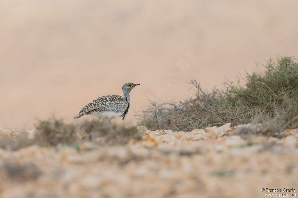 Outarde houbara