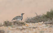 Outarde houbara