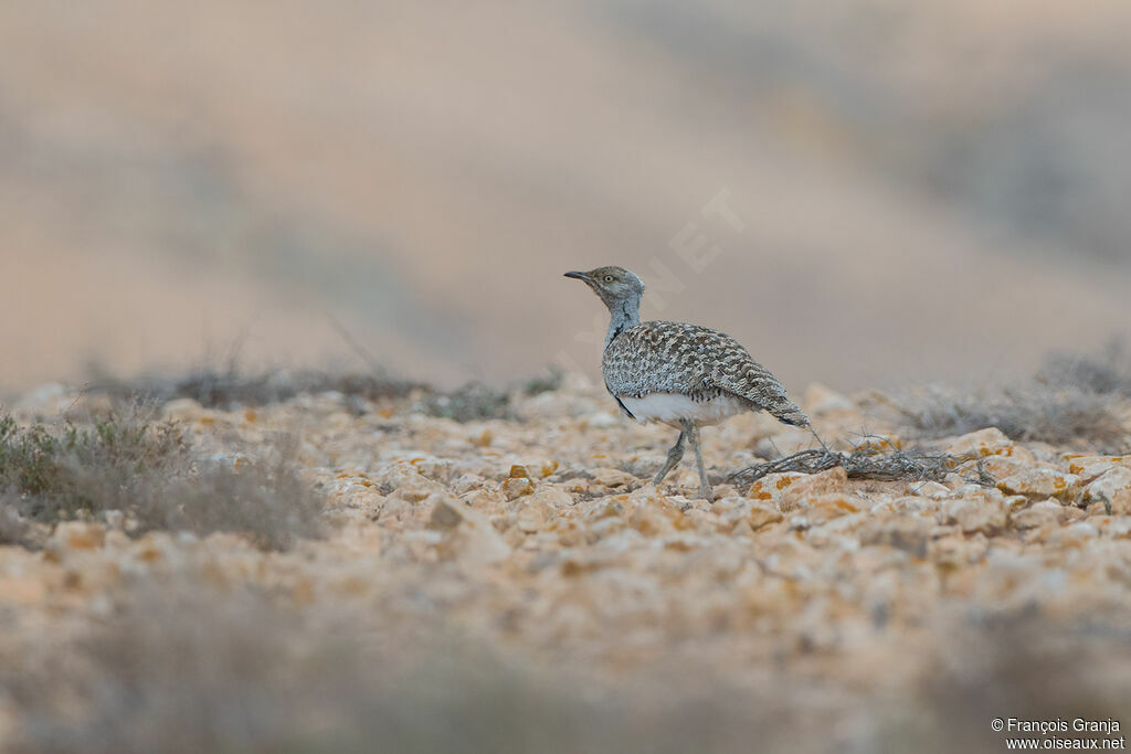 Outarde houbara