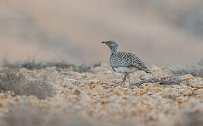 Houbara Bustard