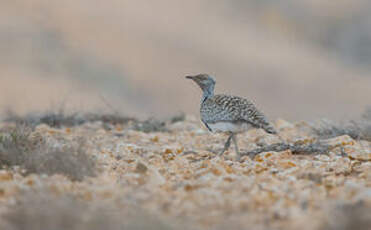 Outarde houbara