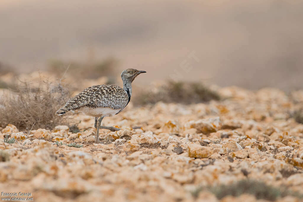 Outarde houbara mâle adulte, habitat, pigmentation