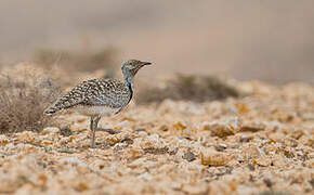 Houbara Bustard