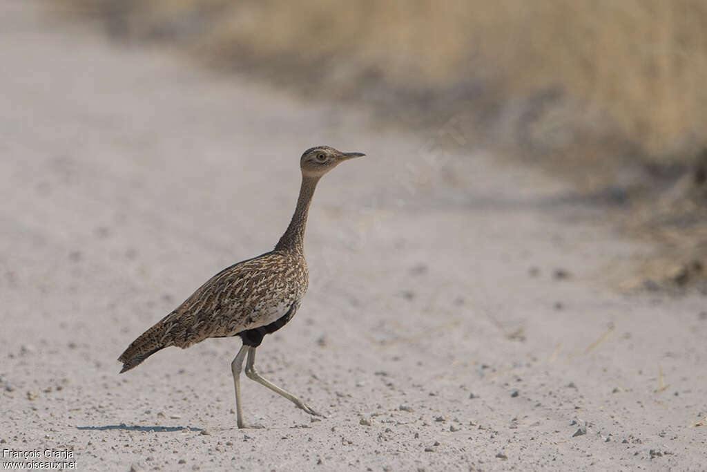 Red-crested Korhaan female, walking