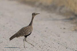 Red-crested Korhaan