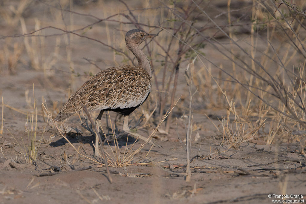 Red-crested Korhaan