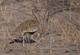 Red-crested Korhaan