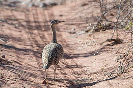 Red-crested Korhaan