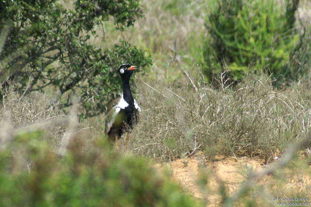 Southern Black Korhaan male adult