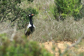 Southern Black Korhaan