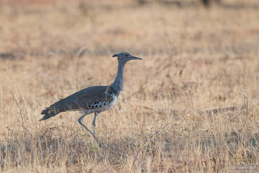 Kori Bustard