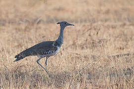 Kori Bustard