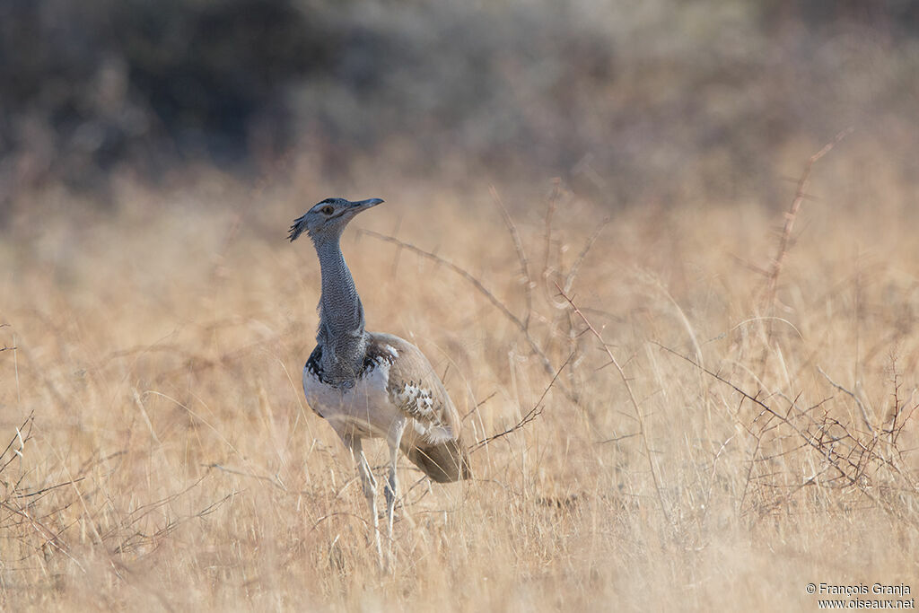 Kori Bustard