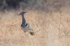 Kori Bustard