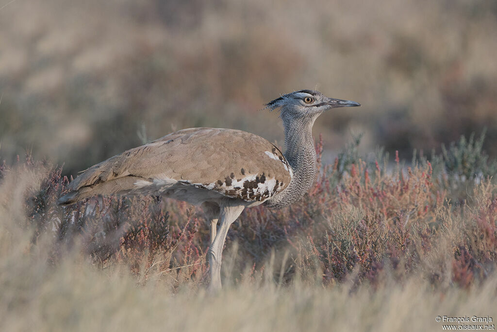 Kori Bustard