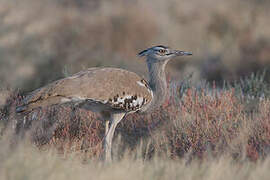 Kori Bustard