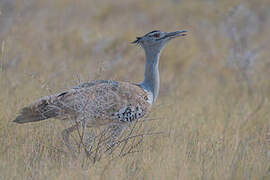 Kori Bustard