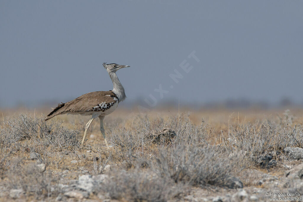 Kori Bustard