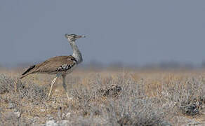 Kori Bustard