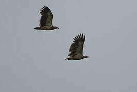 Palm-nut Vulture