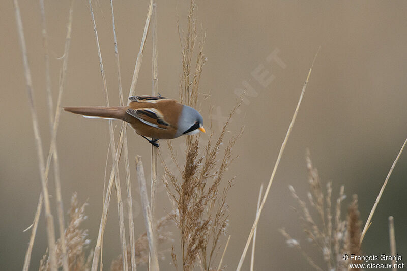 Bearded Reedling male adult