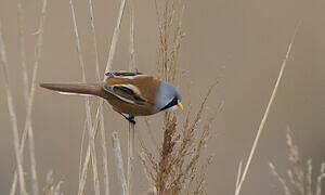 Bearded Reedling